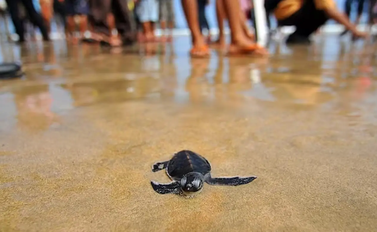 A sea turtle hatchling heading to the ocean on Nicaragua's Pacific coast